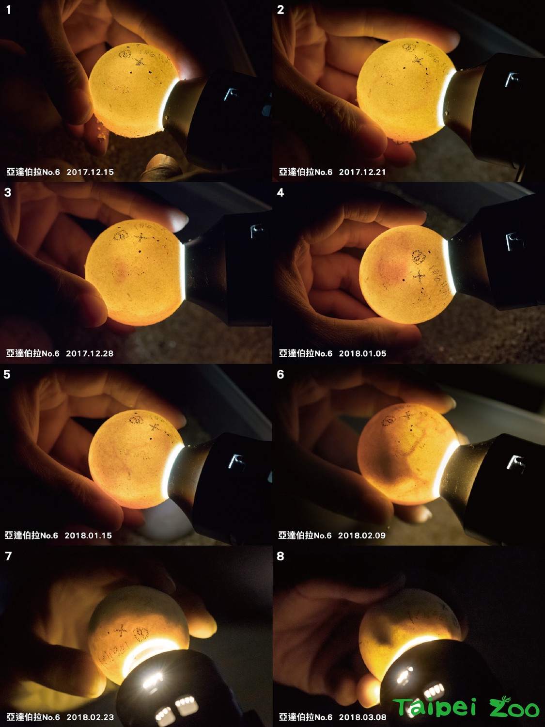亞達伯拉象龜產蛋後,採人工孵育,保育員會定期照蛋檢查發育狀況。 圖:翻攝自台北市立動物園/提供 亞達伯拉象龜產蛋後,採人工孵育,保育員會定期照蛋檢查發育狀況。 圖:翻攝自台北市立動物園/提供