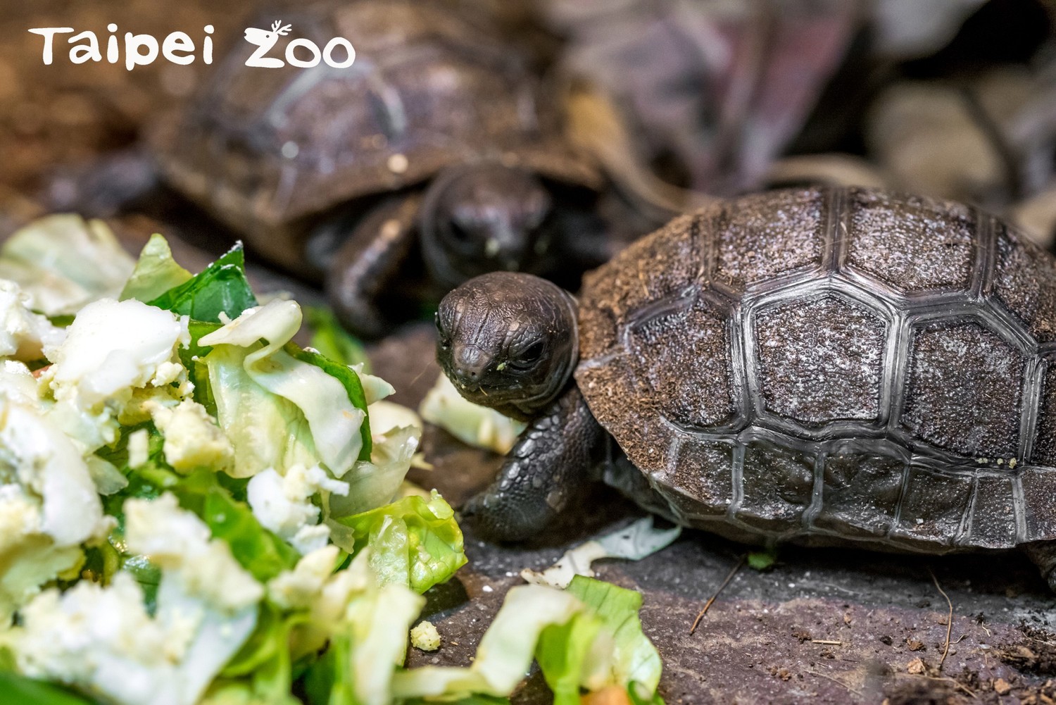 亞達伯拉象龜寶寶吃飯超萌超可愛! 圖:翻攝自台北市立動物園/提供 亞達伯拉象龜寶寶吃飯超萌超可愛! 圖:翻攝自台北市立動物園/提供