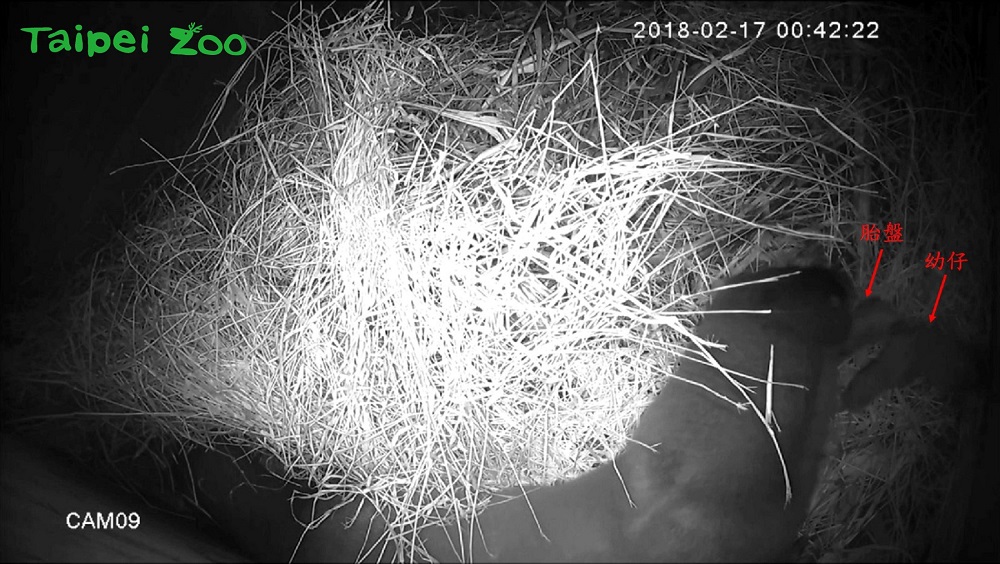 歐亞水獺是金門地區極具代表性的珍貴野生動物。 歐亞水獺是金門地區極具代表性的珍貴野生動物。