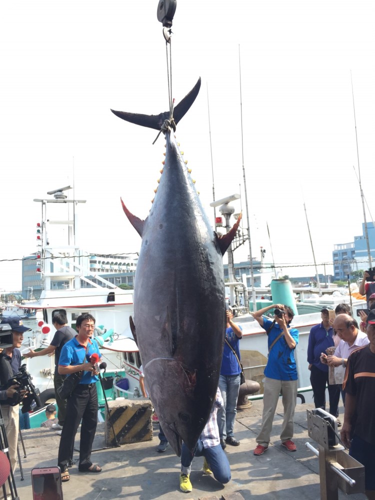 「魚來滿6號」入港後,為捕獲的黑鮪魚進行「驗明正身」,確認起鉤活魚、捕撈海域等均符合第一鮪條件,且重量超過180公斤,奪得今年黑鮪魚季「第一鮪」頭采。 圖:屏東縣政府/提供 「魚來滿6號」入港後,為捕獲的黑鮪魚進行「驗明正身」,確認起鉤活魚、捕撈海域等均符合第一鮪條件,且重量超過180公斤,奪得今年黑鮪魚季「第一鮪」頭采。 圖:屏東縣政府/提供
