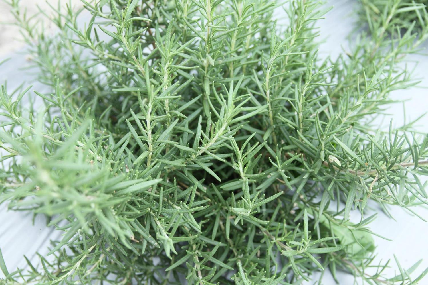 推廣香草植物香草節活動已經邁入第8年,台東區農業改良場於明天上午8時在豐里試驗地舉辦「2018樂活香草節-香戀在台東」活動。 圖:台東區農業改良場官網提供 推廣香草植物香草節活動已經邁入第8年,台東區農業改良場於明天上午8時在豐里試驗地舉辦「2018樂活香草節-香戀在台東」活動。 圖:台東區農業改良場官網提供