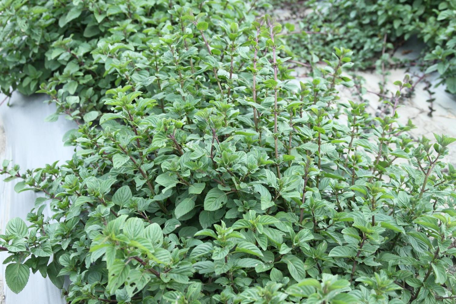 活動中香草精油產品展售會之一的青翠的薄荷,現在於台東也正綠意盎然! 圖:台東區農業改良場官網提供 活動中香草精油產品展售會之一的青翠的薄荷,現在於台東也正綠意盎然! 圖:台東區農業改良場官網提供