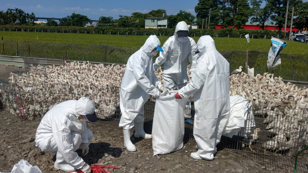 動物防疫所督導業者完成場區清潔及消毒工作,降低疫情傳播風險。 圖:屏東縣市政府/提供 動物防疫所督導業者完成場區清潔及消毒工作,降低疫情傳播風險。 圖:屏東縣市政府/提供
