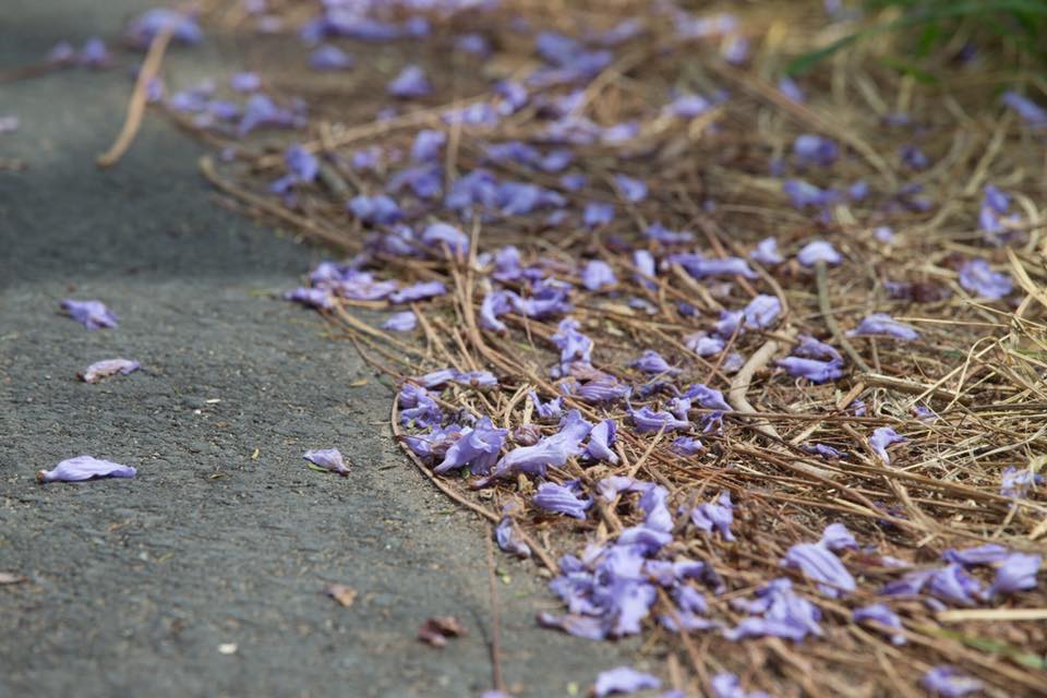 隧道旁散落的藍花楹,顯得格外有情調。 圖:翻攝自「吳芳銘」臉書/提供 隧道旁散落的藍花楹,顯得格外有情調。 圖:翻攝自「吳芳銘」臉書/提供