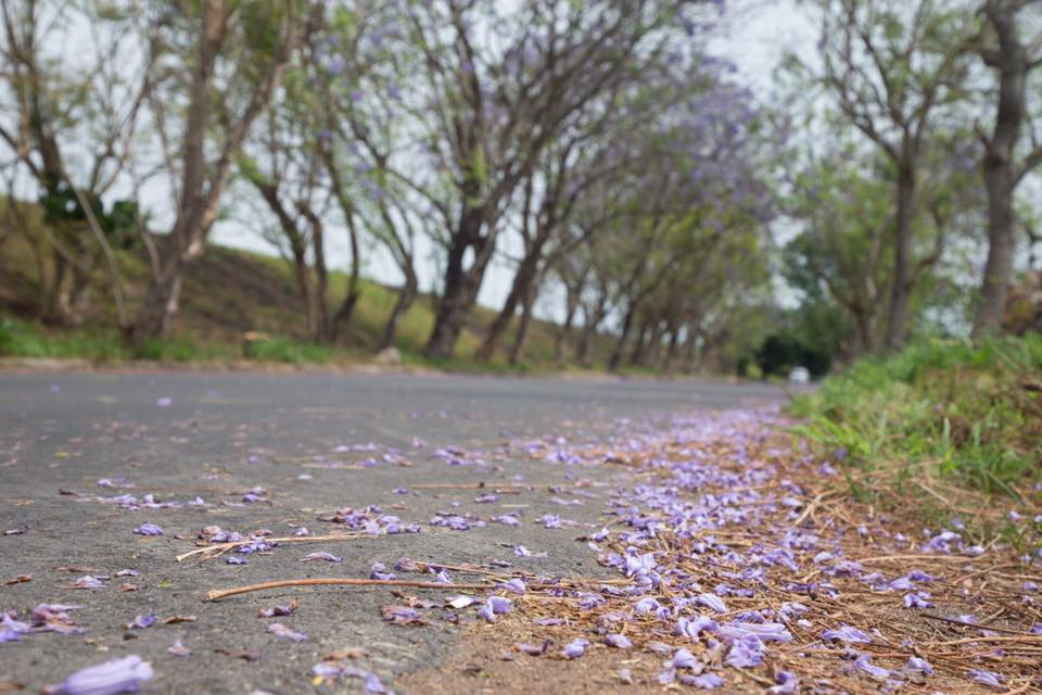自然飄落的藍花楹讓馬路變成一片藍紫色。 圖:翻攝自「吳芳銘」臉書/提供 自然飄落的藍花楹讓馬路變成一片藍紫色。 圖:翻攝自「吳芳銘」臉書/提供