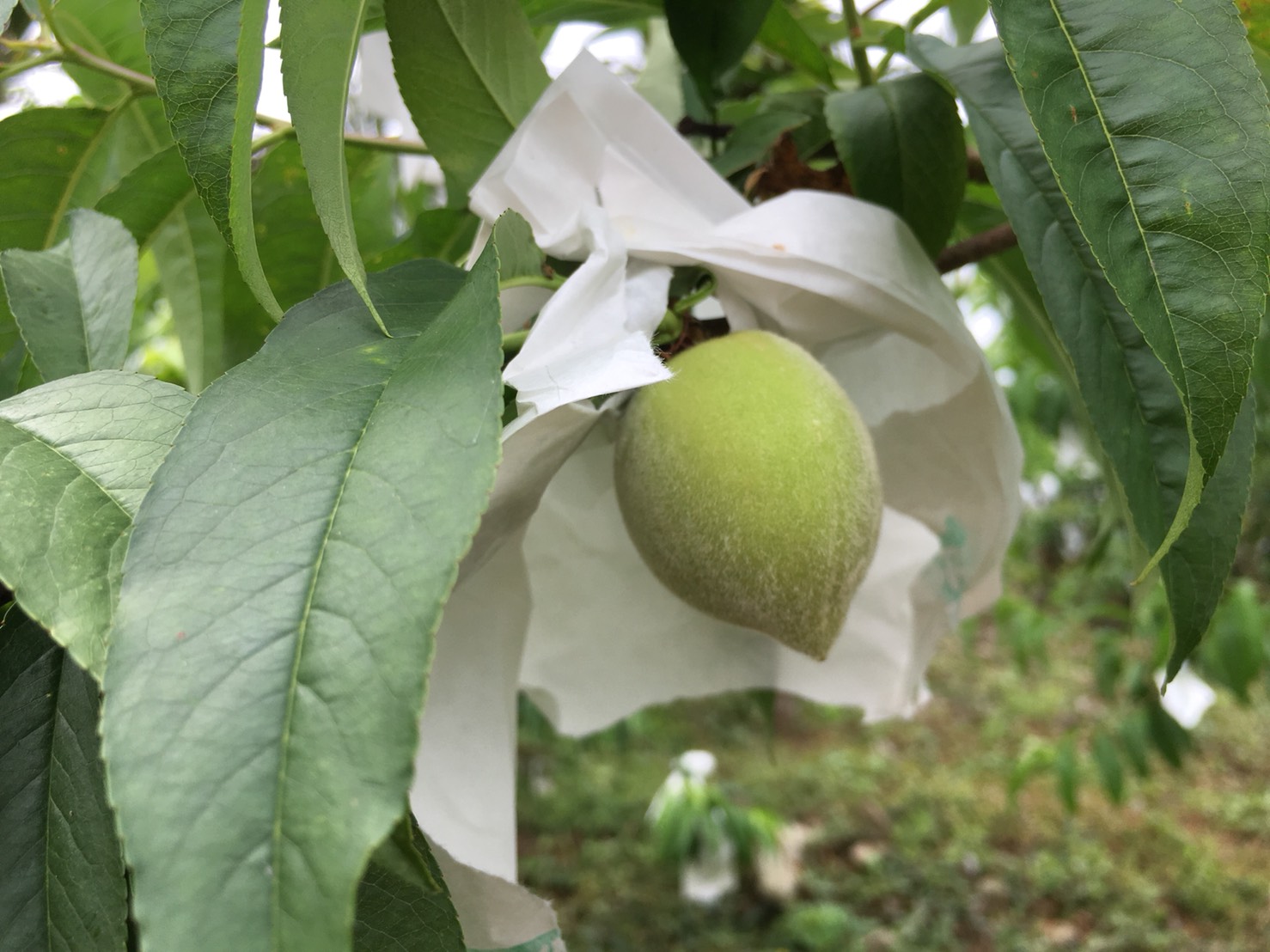 已屆採收期的水蜜桃目前多已套袋,還好目前生長狀況尚稱良好,龍鬚菜與紅肉李田區亦無明顯受損。 圖:高雄市農業局/提供 已屆採收期的水蜜桃目前多已套袋,還好目前生長狀況尚稱良好,龍鬚菜與紅肉李田區亦無明顯受損。 圖:高雄市農業局/提供