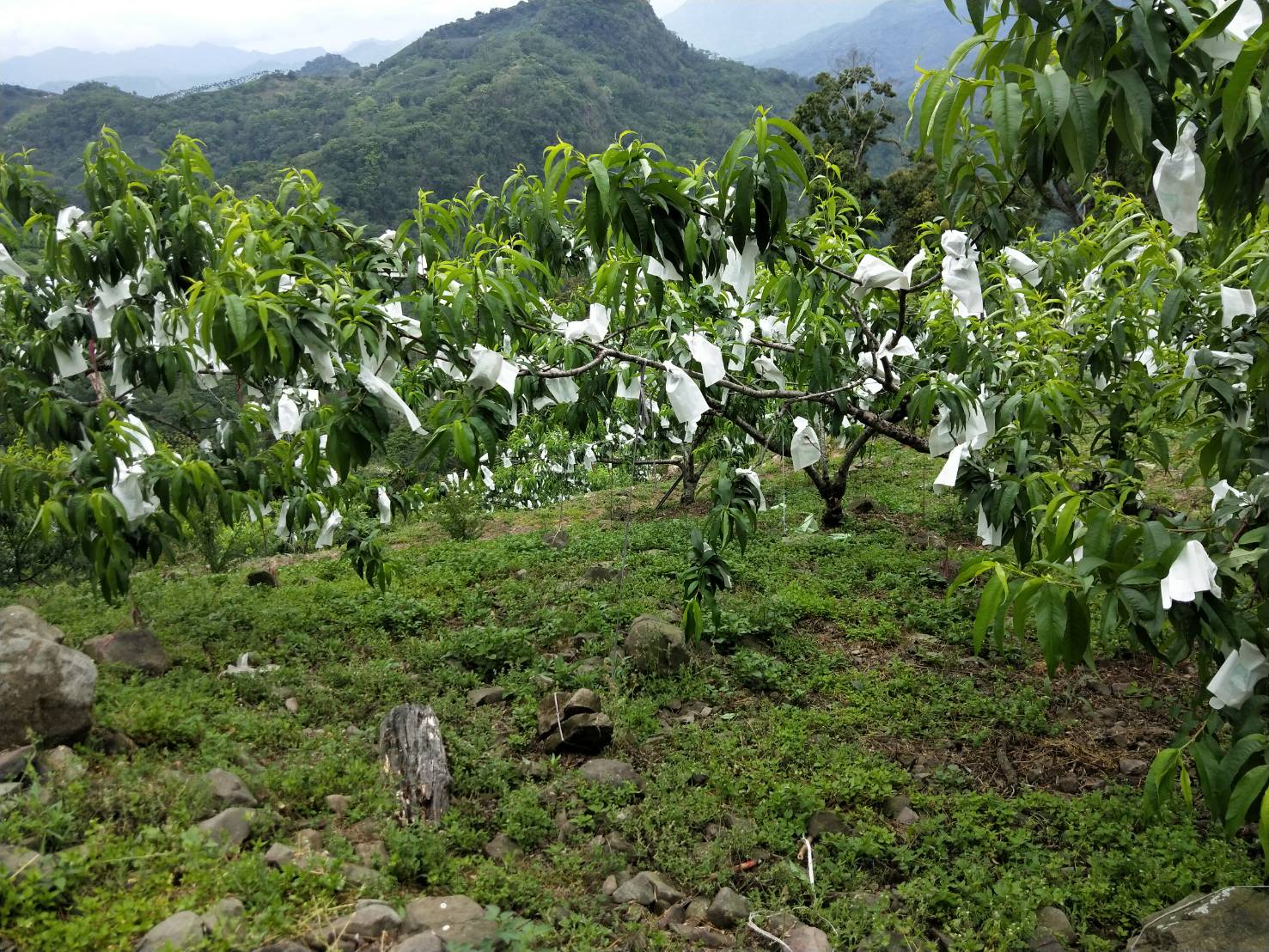 那瑪夏的水蜜桃是初夏生產的「五月桃」,種植面積約40公頃,但因種植面積少、風味獨特,集中在達卡努瓦、瑪雅及南沙魯,還有龍鬚菜種植面積約8公頃,但產期短更顯珍貴。 圖:高雄市農業局/提供 那瑪夏的水蜜桃是初夏生產的「五月桃」,種植面積約40公頃,但因種植面積少、風味獨特,集中在達卡努瓦、瑪雅及南沙魯,還有龍鬚菜種植面積約8公頃,但產期短更顯珍貴。 圖:高雄市農業局/提供