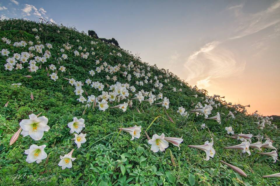 北觀處的多年復育成功的野百合,在北海岸麟山鼻步道入口往沙灘的步道旁坡地上,正盛開著野百合遍布山頭的景象。 圖:翻攝自交通部FB粉絲專頁提供 北觀處的多年復育成功的野百合,在北海岸麟山鼻步道入口往沙灘的步道旁坡地上,正盛開著野百合遍布山頭的景象。 圖:翻攝自交通部FB粉絲專頁提供