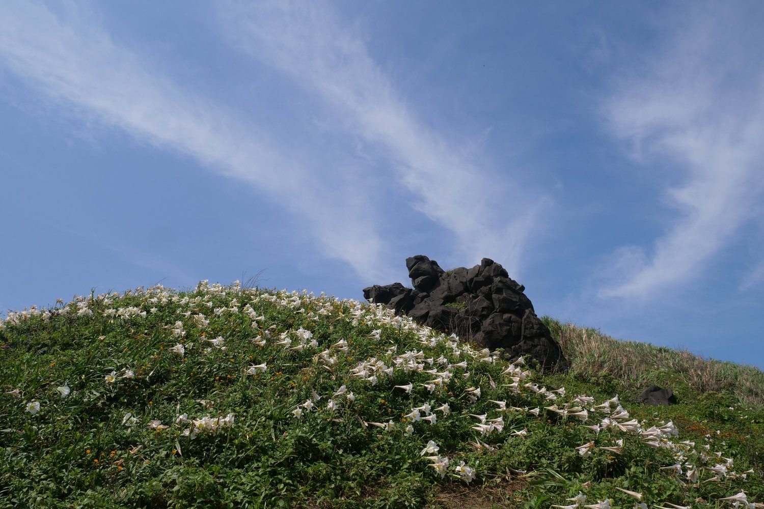 滿山遍野的野百合搭配海風吹拂,美景令人動容! 圖:翻攝自交通部FB粉絲專頁提供 滿山遍野的野百合搭配海風吹拂,美景令人動容! 圖:翻攝自交通部FB粉絲專頁提供
