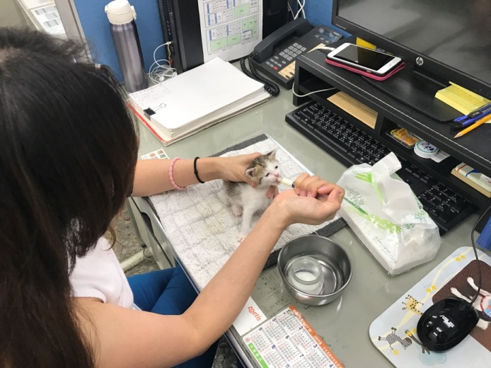 動保員陳妙秋日以繼夜照顧民眾送交奶貓 「圓圓」。 圖:新北市動保處/提供 動保員陳妙秋日以繼夜照顧民眾送交奶貓 「圓圓」。 圖:新北市動保處/提供