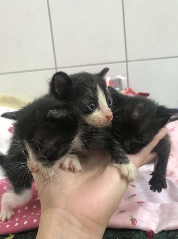 送交動物之家的奶貓非常小,1隻手上可以放3隻。 圖:新北市動保處/提供 送交動物之家的奶貓非常小,1隻手上可以放3隻。 圖:新北市動保處/提供