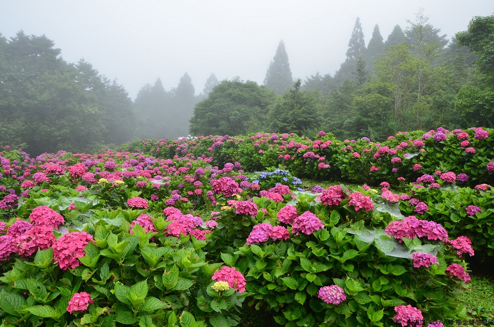 夢幻繡球花季來了!繡球花又名木繡球、八仙花、粉團花,花語有希望之義,讓你五月沉浸在繡球花繽紛的氛圍! 夢幻繡球花季來了!繡球花又名木繡球、八仙花、粉團花,花語有希望之義,讓你五月沉浸在繡球花繽紛的氛圍!