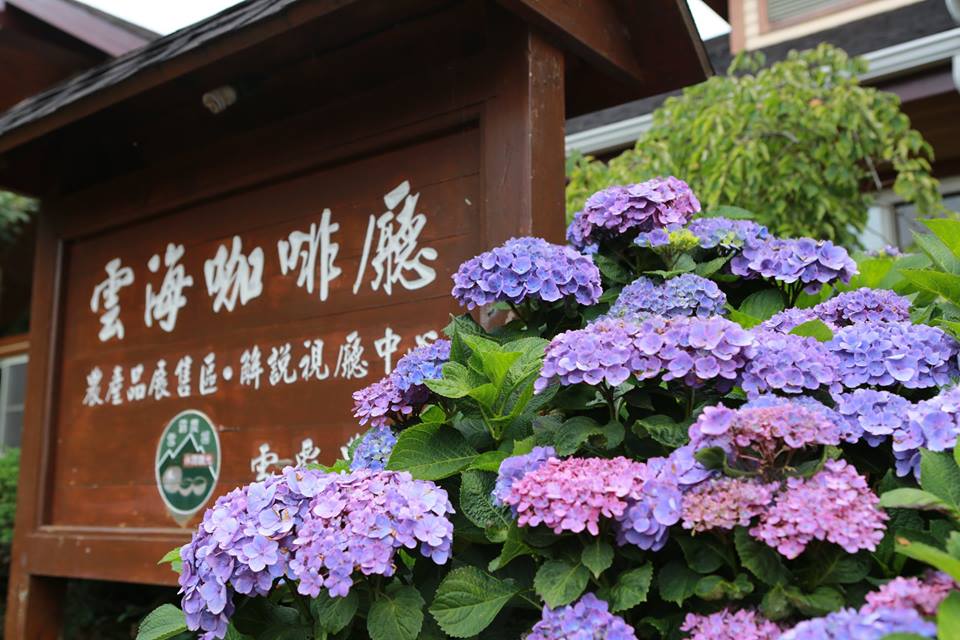 夢幻繡球花季來了!繡球花又名木繡球、八仙花、粉團花,花語有希望之義,讓你五月沉浸在繡球花繽紛的氛圍! 夢幻繡球花季來了!繡球花又名木繡球、八仙花、粉團花,花語有希望之義,讓你五月沉浸在繡球花繽紛的氛圍!