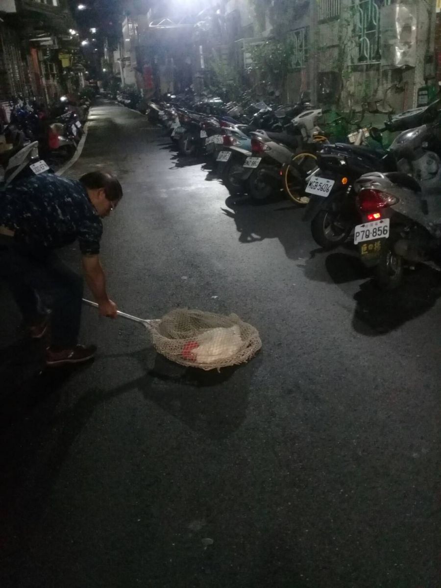 動保處接獲通報於三重區巷弄捕捉流浪雞。 圖:新北市動保處/提供 動保處接獲通報於三重區巷弄捕捉流浪雞。 圖:新北市動保處/提供