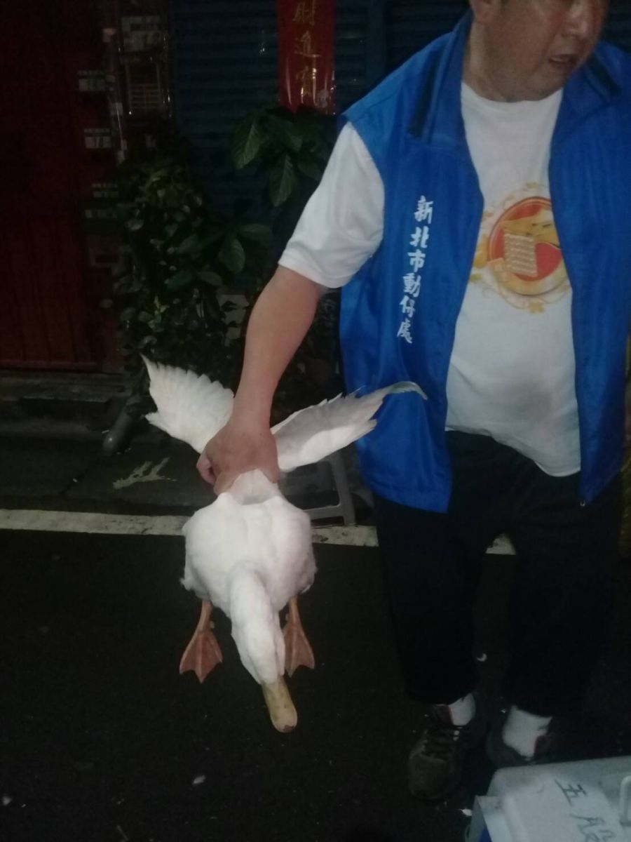 動保處於板橋區河濱路段捕獲流浪鴨。 圖:新北市動保處/提供 動保處於板橋區河濱路段捕獲流浪鴨。 圖:新北市動保處/提供