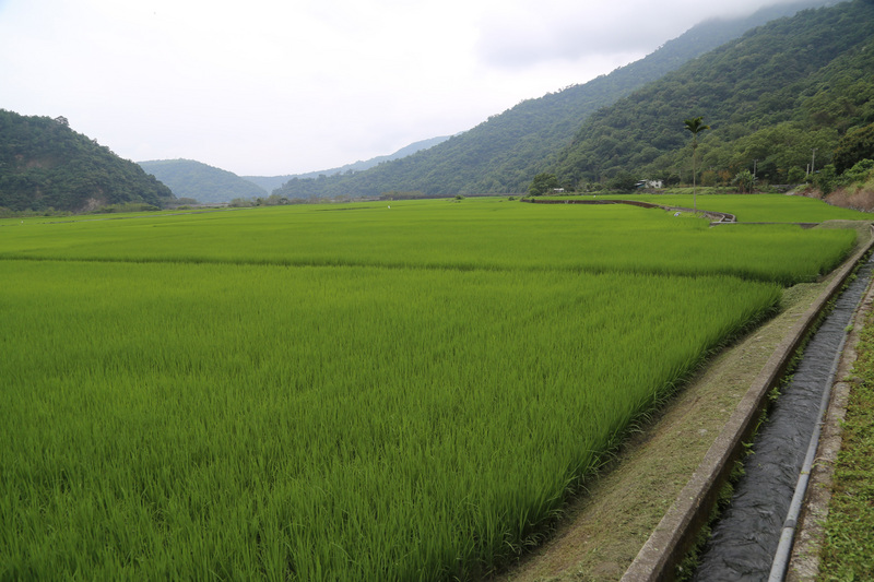 玉山國家公園管理處「南安管理站展示館」開館12年,去年斥資新台幣800多萬元進行更新工程,4日舉行啟用典禮。展館融合森林、溪流為背景,讓參觀民眾宛如走入小型森林隧道,跟著拉庫拉庫溪的路徑探索生物的美。 玉山國家公園管理處「南安管理站展示館」開館12年,去年斥資新台幣800多萬元進行更新工程,4日舉行啟用典禮。展館融合森林、溪流為背景,讓參觀民眾宛如走入小型森林隧道,跟著拉庫拉庫溪的路徑探索生物的美。