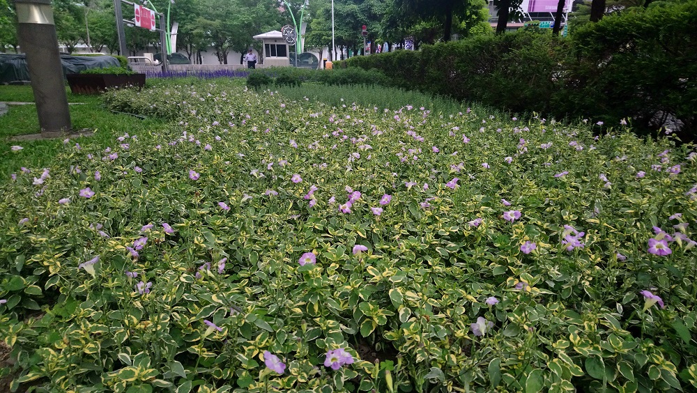 在台北市政府市政大樓北區庭園的果樹新樂園及南區庭園的香草飲料植物區,盛開斑葉赤道櫻草的淺紫色小花! 在台北市政府市政大樓北區庭園的果樹新樂園及南區庭園的香草飲料植物區,盛開斑葉赤道櫻草的淺紫色小花!