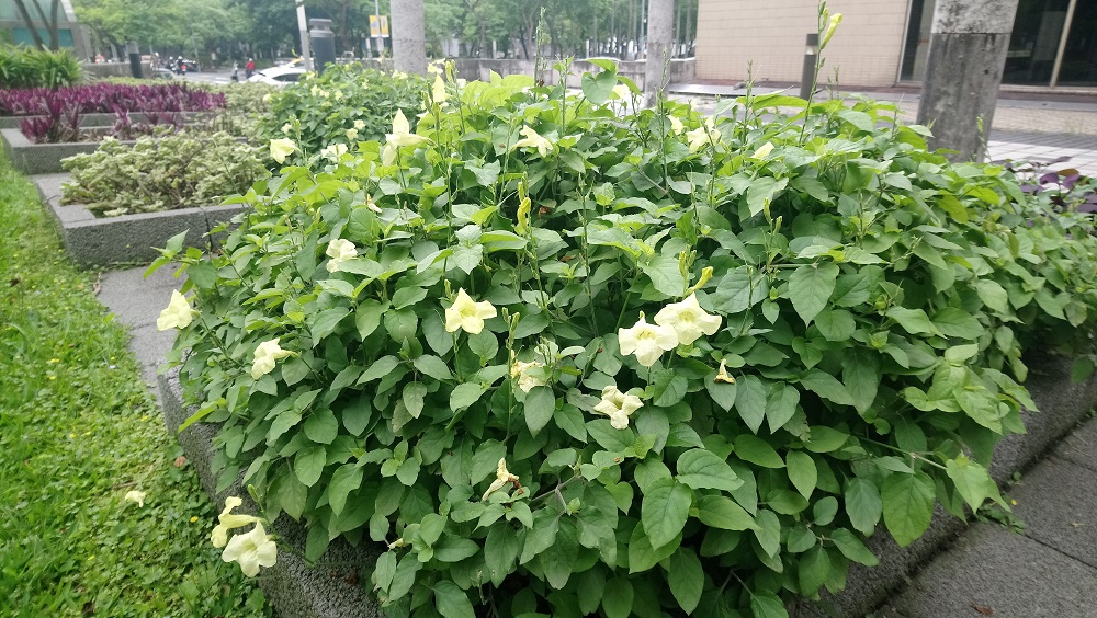 在台北市政府市政大樓北區庭園的果樹新樂園及南區庭園的香草飲料植物區,盛開斑葉赤道櫻草的淺紫色小花! 在台北市政府市政大樓北區庭園的果樹新樂園及南區庭園的香草飲料植物區,盛開斑葉赤道櫻草的淺紫色小花!
