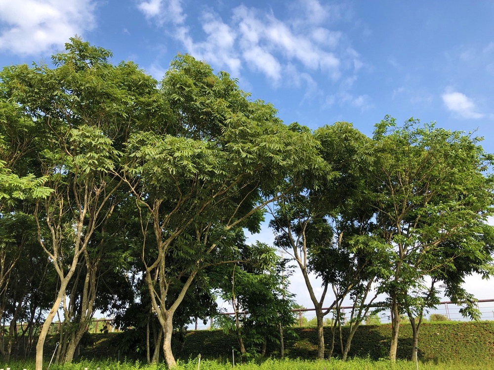 花博外埔園區內的無患子林現地保留,目前已是綠葉成蔭。 花博外埔園區內的無患子林現地保留,目前已是綠葉成蔭。