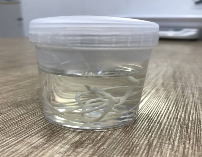 寵物常見蛔蟲。 圖:新北市動保處/提供 寵物常見蛔蟲。 圖:新北市動保處/提供