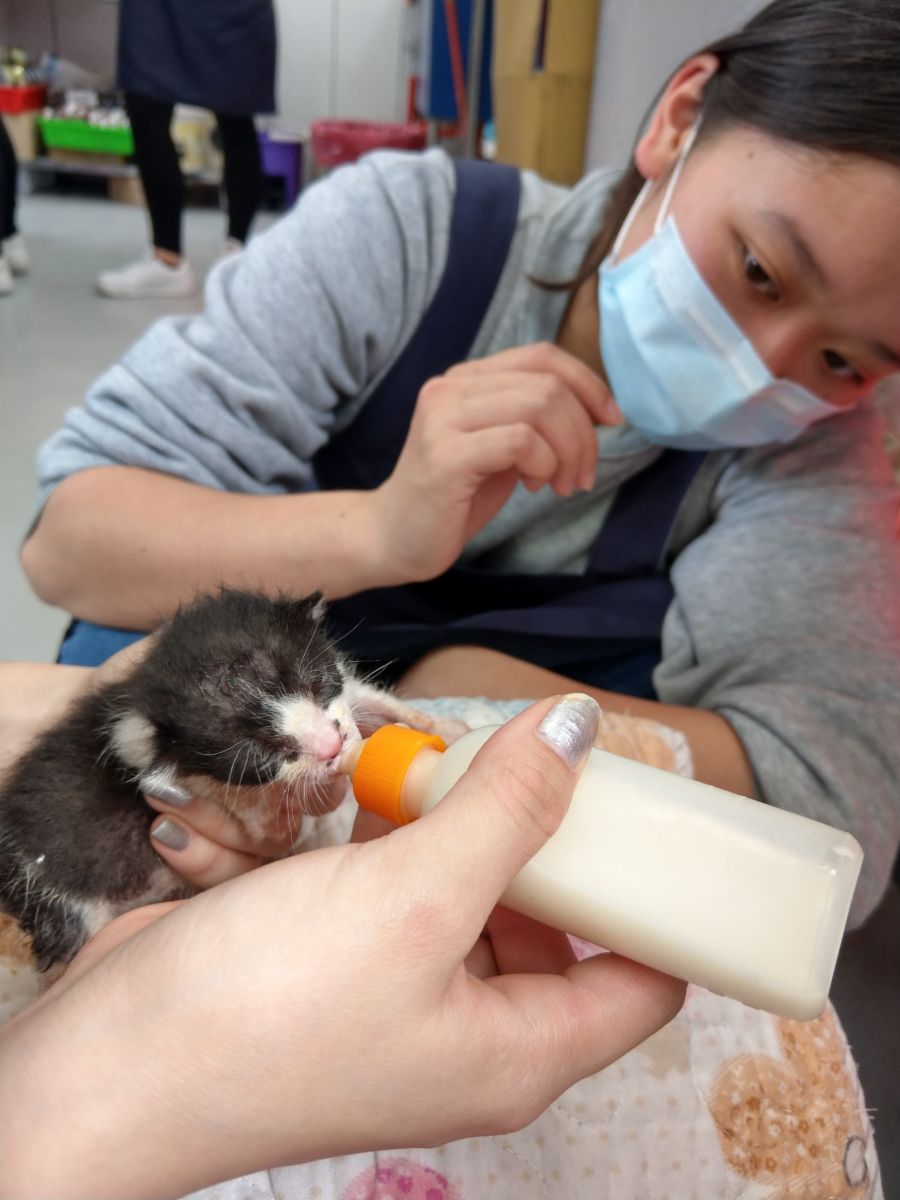 動保員以人工方式餵小貓喝奶。 圖:新北市動保處/提供 動保員以人工方式餵小貓喝奶。 圖:新北市動保處/提供