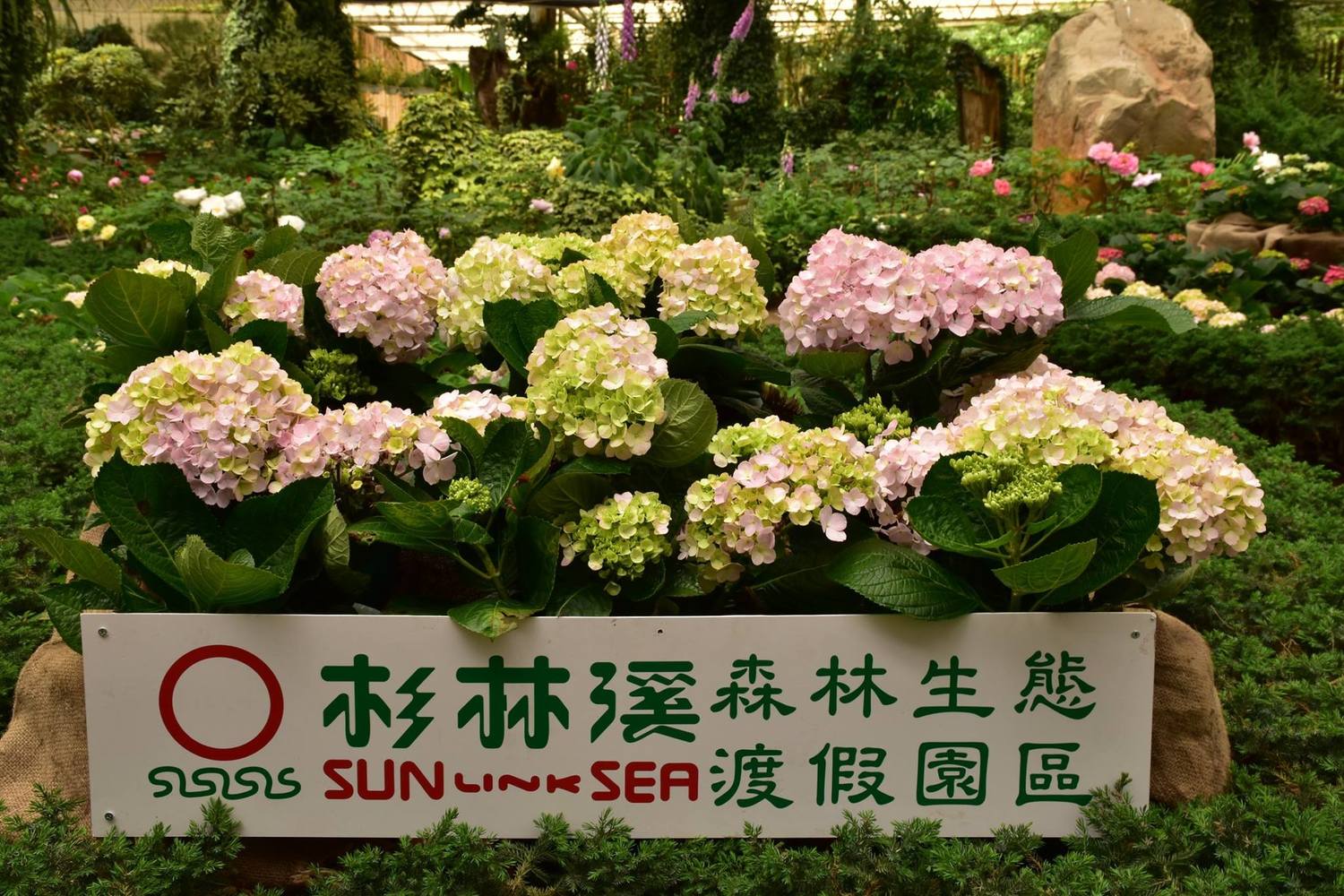 放眼望去在杉林溪森林遊樂區花團錦簇的繡球花遍布,讓人不自覺了殺許多底片,欣賞滿坑滿谷的繡球花,不經令人油然而生一股心曠神怡之感! 放眼望去在杉林溪森林遊樂區花團錦簇的繡球花遍布,讓人不自覺了殺許多底片,欣賞滿坑滿谷的繡球花,不經令人油然而生一股心曠神怡之感!