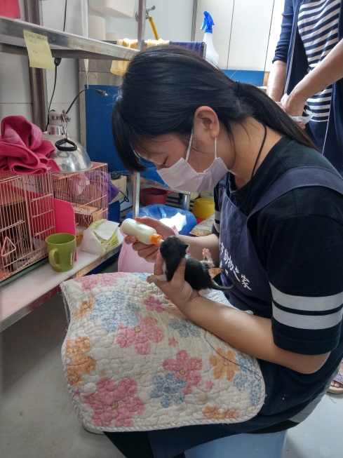 動保處不辭辛勞的動保員、志工與嗷嗷待哺的小貓咪。 圖:新北市動保處/提供 動保處不辭辛勞的動保員、志工與嗷嗷待哺的小貓咪。 圖:新北市動保處/提供
