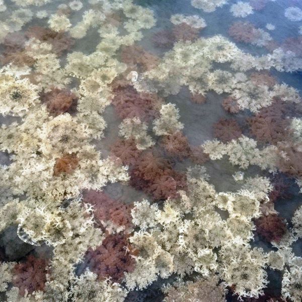 台灣唯一水母湖在高雄的林園海洋生態公園裡,有一處水母潟湖可以觀賞動感十足的藍仙后水母、倒立水母,讓你在公園就能觀賞到海洋級的生態物種。 台灣唯一水母湖在高雄的林園海洋生態公園裡,有一處水母潟湖可以觀賞動感十足的藍仙后水母、倒立水母,讓你在公園就能觀賞到海洋級的生態物種。