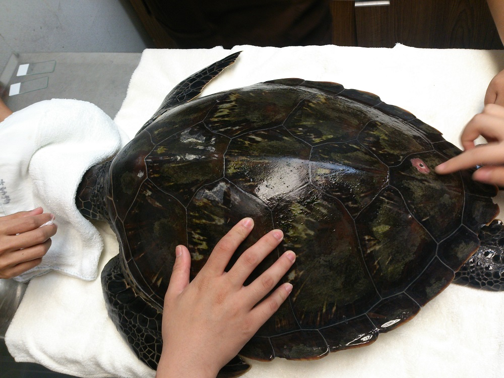 海龜「索隆」送來台大動物醫院時,部分背甲有藻類覆蓋,剛送來時精神尚可,外觀、神經反射及換氣情形大致正常,但食慾不佳的狀況。 圖:新北市動保處提供 海龜「索隆」送來台大動物醫院時,部分背甲有藻類覆蓋,剛送來時精神尚可,外觀、神經反射及換氣情形大致正常,但食慾不佳的狀況。 圖:新北市動保處提供