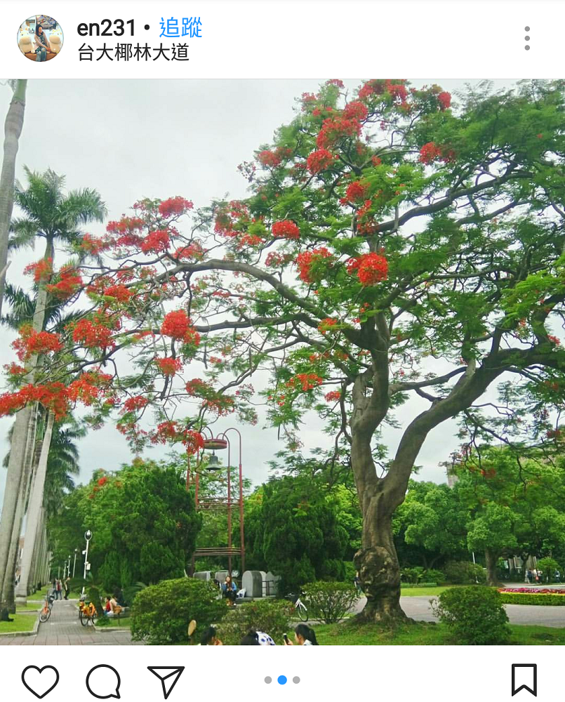 台灣最高學府的台灣大學,也火紅鳳凰花盛開的景象,搭配校園莘莘學子們的氛圍,成為許多北台灣畢業生拍攝畢業拍照的首選之一! 圖:翻攝自instrgram/en231 開放權限 台灣最高學府的台灣大學,也火紅鳳凰花盛開的景象,搭配校園莘莘學子們的氛圍,成為許多北台灣畢業生拍攝畢業拍照的首選之一! 圖:翻攝自instrgram/en231 開放權限