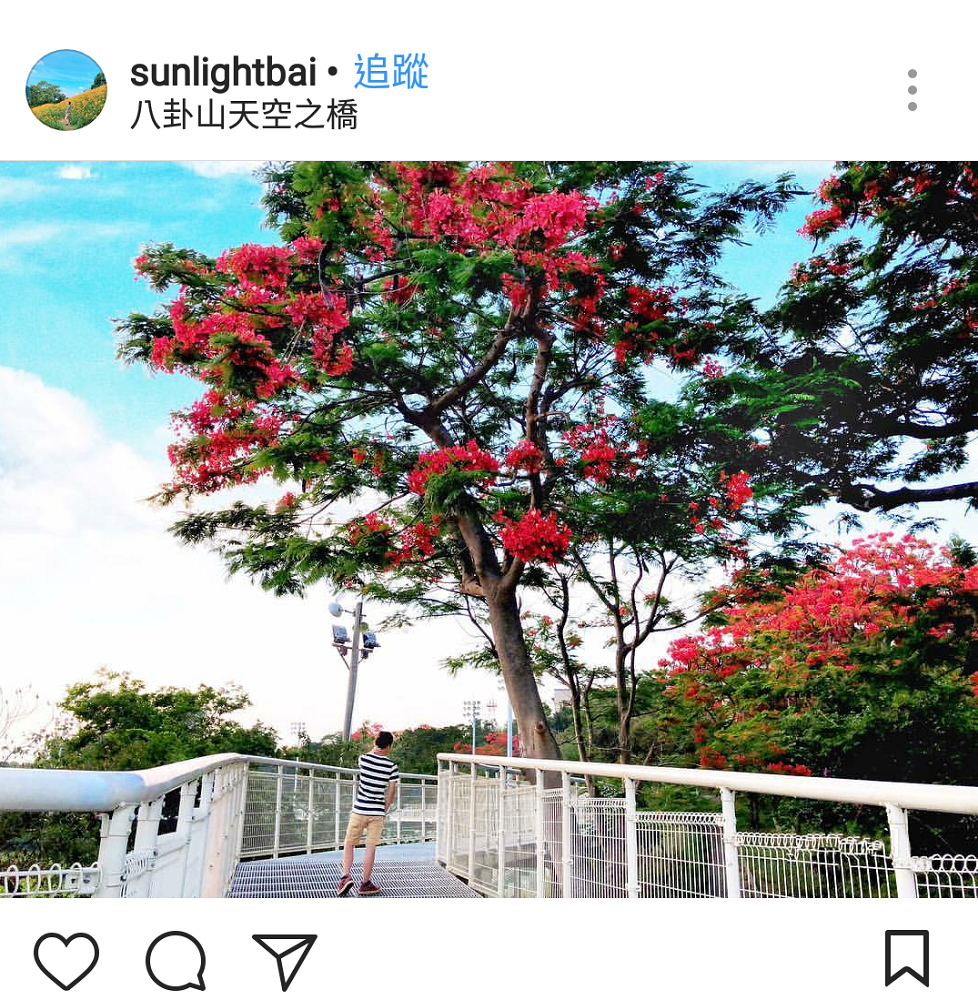 位在八卦山中,全長1005公尺的天空之橋,其中有一段路貫穿鳳凰花林。 圖:翻攝自instrgram/sunlightbai 開放權限 位在八卦山中,全長1005公尺的天空之橋,其中有一段路貫穿鳳凰花林。 圖:翻攝自instrgram/sunlightbai 開放權限
