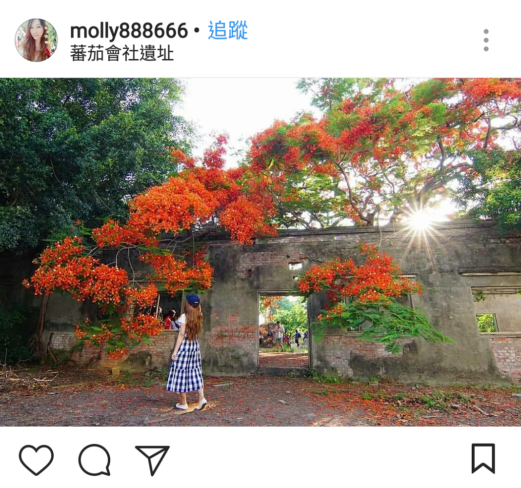 高雄有一處廢墟滄桑風格的的建築,同樣有大片鳳凰花開,原是日治時期的番茄罐頭加工廠,廢棄後意外成為當地熱門打卡點,在鳳凰花季時許多網美必拍景點! 圖:翻攝自instrgram/molly888666開放權限 高雄有一處廢墟滄桑風格的的建築,同樣有大片鳳凰花開,原是日治時期的番茄罐頭加工廠,廢棄後意外成為當地熱門打卡點,在鳳凰花季時許多網美必拍景點! 圖:翻攝自instrgram/molly888666開放權限