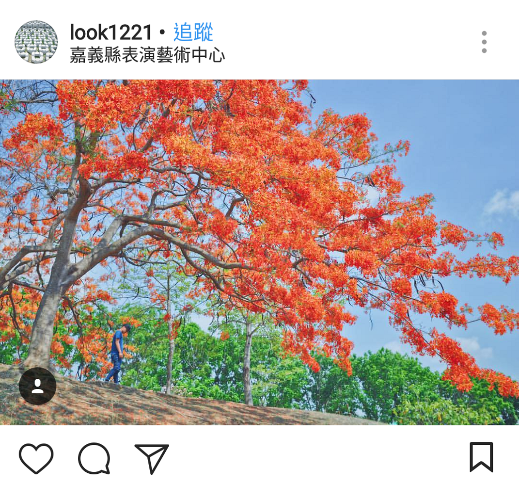 嘉義民雄的藝術中心內,同樣也有一處在邊坡的鳳凰花火紅的盛開。 圖:翻攝自instrgram/look1221開放權限 嘉義民雄的藝術中心內,同樣也有一處在邊坡的鳳凰花火紅的盛開。 圖:翻攝自instrgram/look1221開放權限