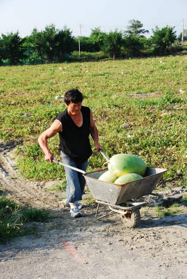 呂榮騰罹癌後，經過三年摸索，終於種出又大又甜的西瓜。