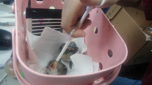 哺餵幼雛需以餵食管注入鳥飼料泥。