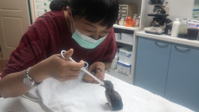 哺餵幼雛需以餵食管注入鳥飼料泥。