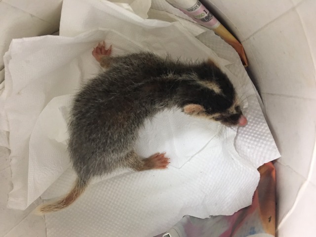 哺餵幼雛需以餵食管注入鳥飼料泥。