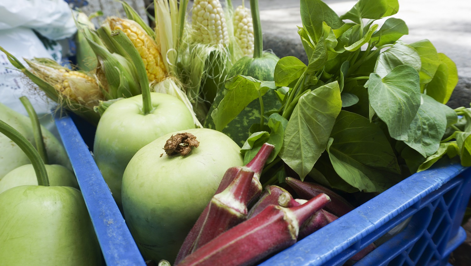 網銀基金會志工們栽種的有機無毒蔬果。