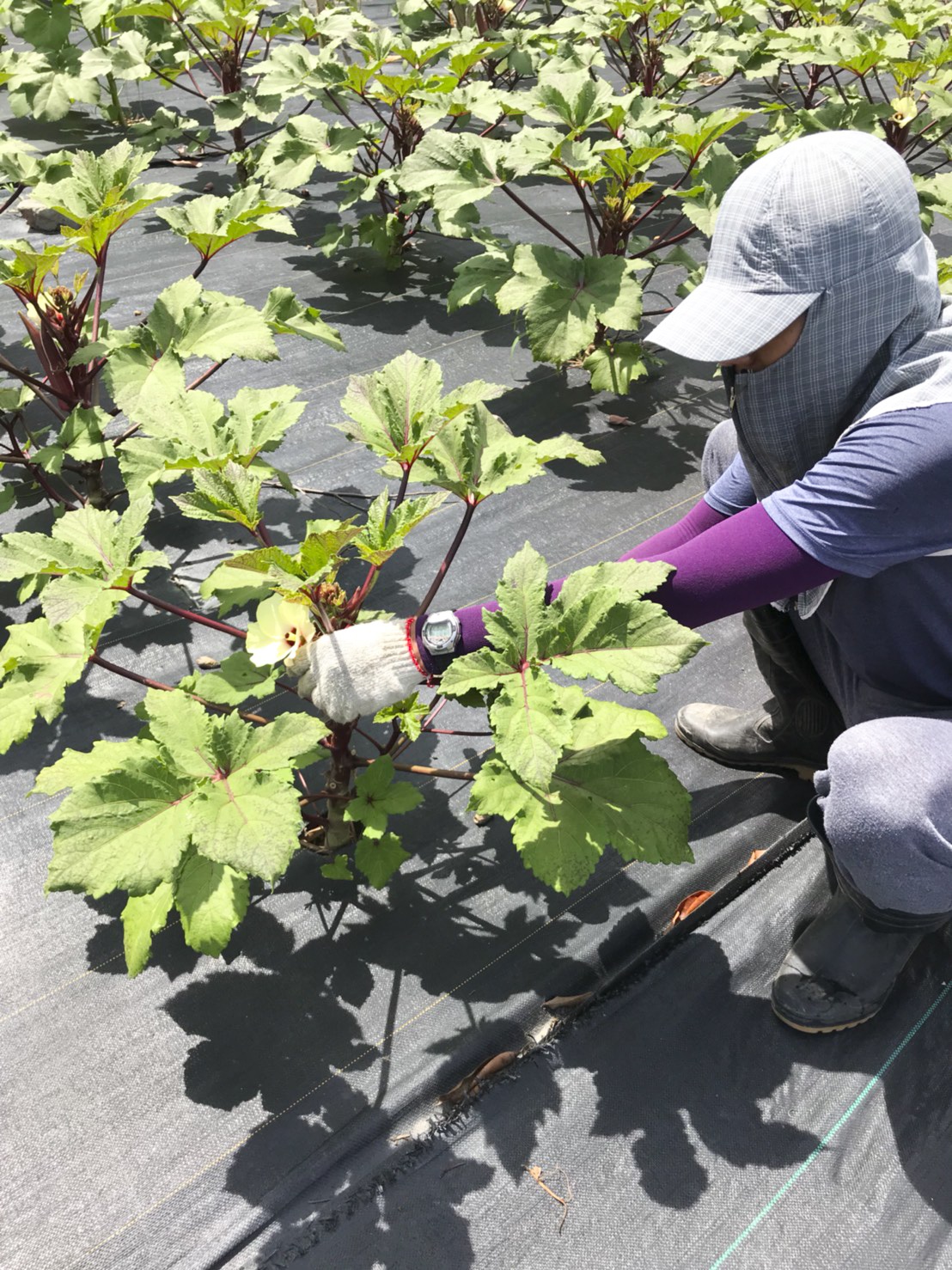 網銀基金會志工們栽種的有機無毒蔬果。