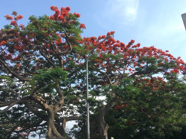 台北市的鳳凰木已經陸續開花,其中77歲的東和公園「保護老樹編號888」鳳凰木也開出燦爛花朵。 台北市的鳳凰木已經陸續開花,其中77歲的東和公園「保護老樹編號888」鳳凰木也開出燦爛花朵。