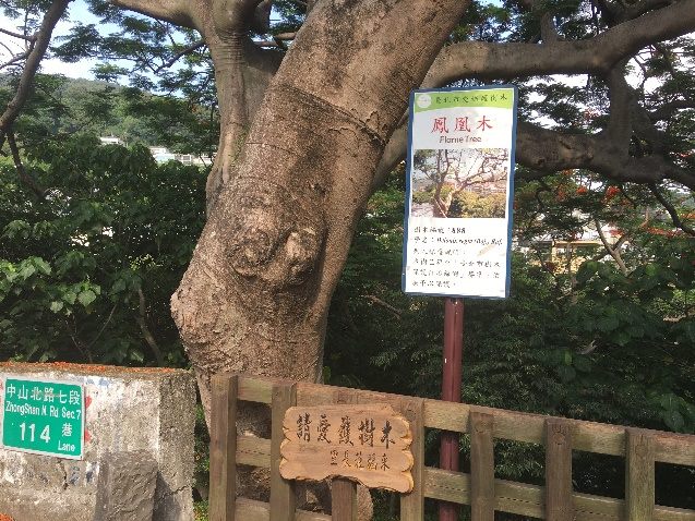 台北市的鳳凰木已經陸續開花,其中77歲的東和公園「保護老樹編號888」鳳凰木也開出燦爛花朵。 台北市的鳳凰木已經陸續開花,其中77歲的東和公園「保護老樹編號888」鳳凰木也開出燦爛花朵。