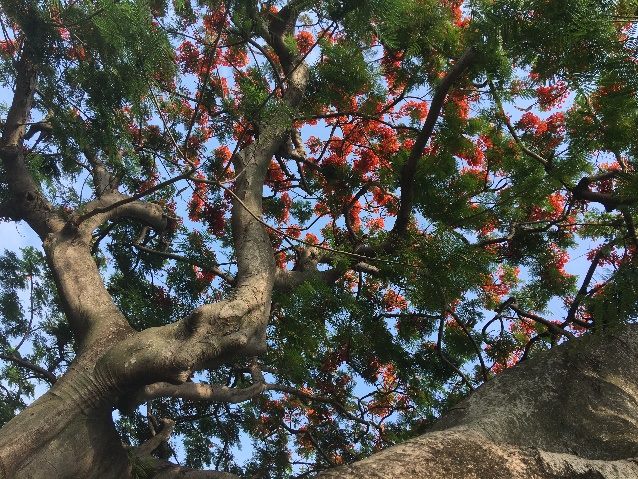 台北市的鳳凰木已經陸續開花,其中77歲的東和公園「保護老樹編號888」鳳凰木也開出燦爛花朵。 台北市的鳳凰木已經陸續開花,其中77歲的東和公園「保護老樹編號888」鳳凰木也開出燦爛花朵。