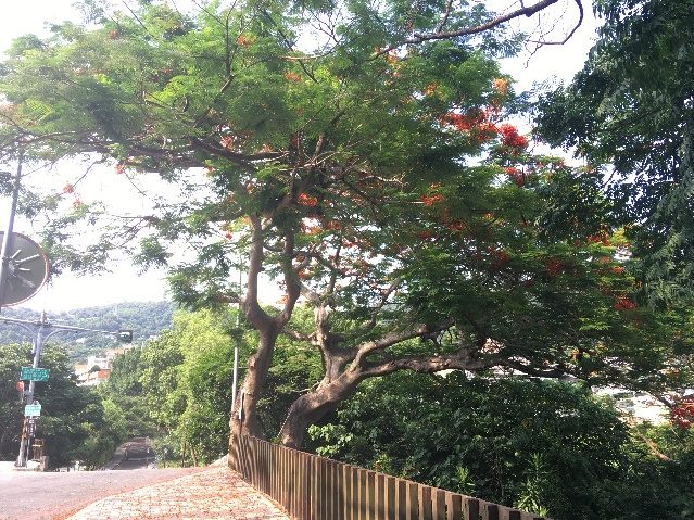 台北市的鳳凰木已經陸續開花,其中77歲的東和公園「保護老樹編號888」鳳凰木也開出燦爛花朵。 台北市的鳳凰木已經陸續開花,其中77歲的東和公園「保護老樹編號888」鳳凰木也開出燦爛花朵。
