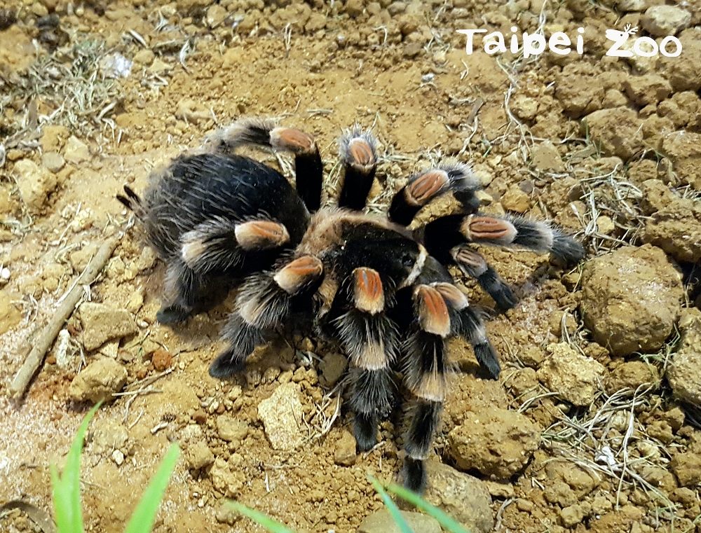 台北市立動物園自6月9日至6月18日舉辦,連假期間「五月五慶端午」教育活動,並將於兩棲爬蟲動物館推出「五毒特展」教你認識傳統「五毒」動物。 台北市立動物園自6月9日至6月18日舉辦,連假期間「五月五慶端午」教育活動,並將於兩棲爬蟲動物館推出「五毒特展」教你認識傳統「五毒」動物。