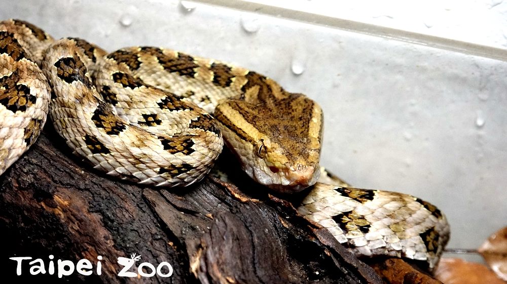 台北市立動物園自6月9日至6月18日舉辦,連假期間「五月五慶端午」教育活動,並將於兩棲爬蟲動物館推出「五毒特展」教你認識傳統「五毒」動物。 台北市立動物園自6月9日至6月18日舉辦,連假期間「五月五慶端午」教育活動,並將於兩棲爬蟲動物館推出「五毒特展」教你認識傳統「五毒」動物。