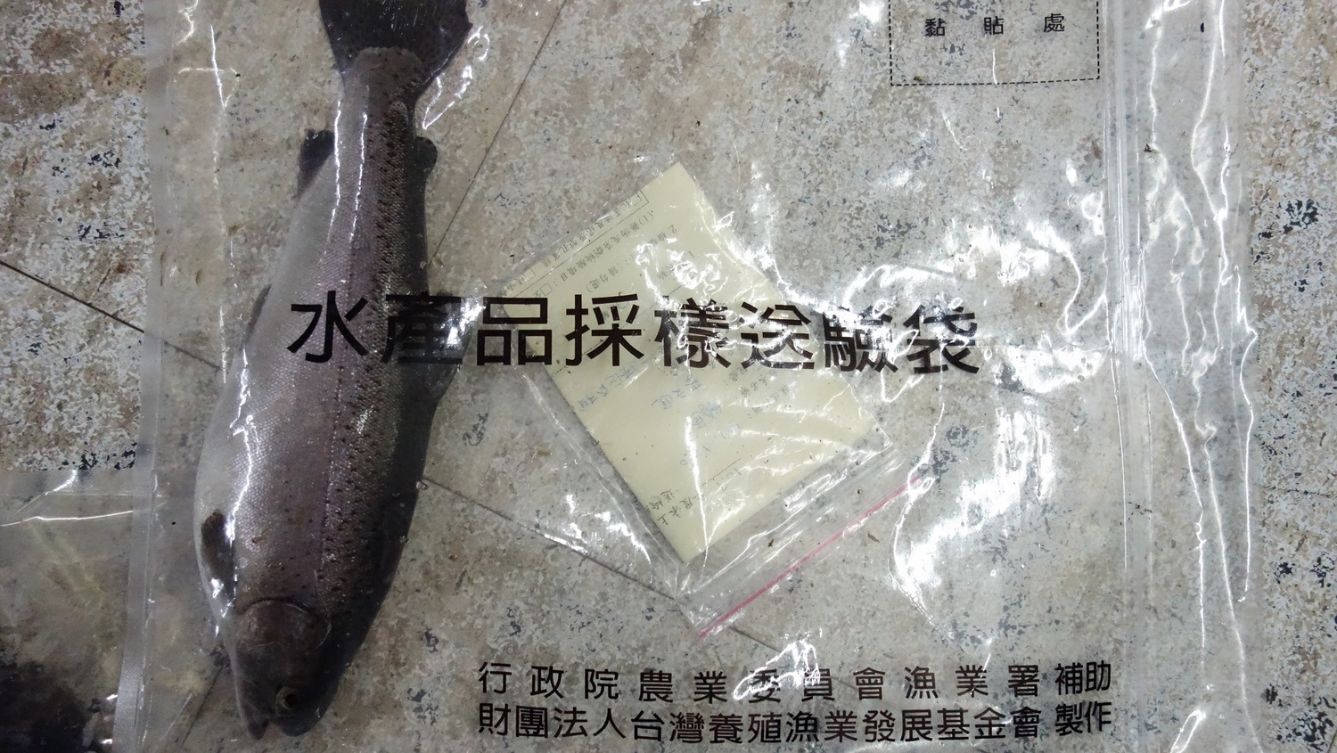 新北市內110戶養殖戶在端午節前抽驗達上市體型水產品計31件，檢驗結果全數合格過關。