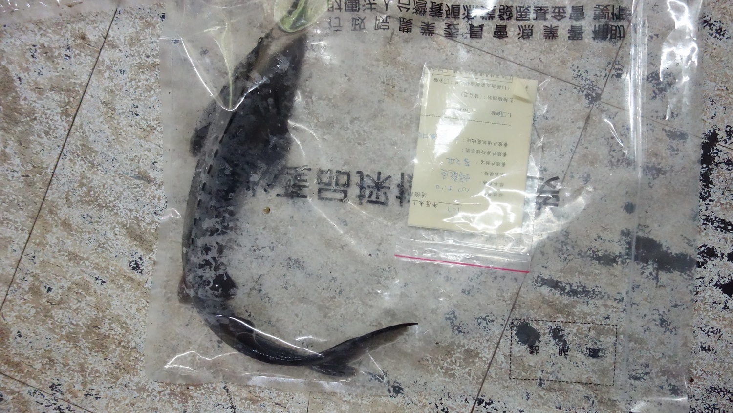 新北市內110戶養殖戶在端午節前抽驗達上市體型水產品計31件，檢驗結果全數合格過關。