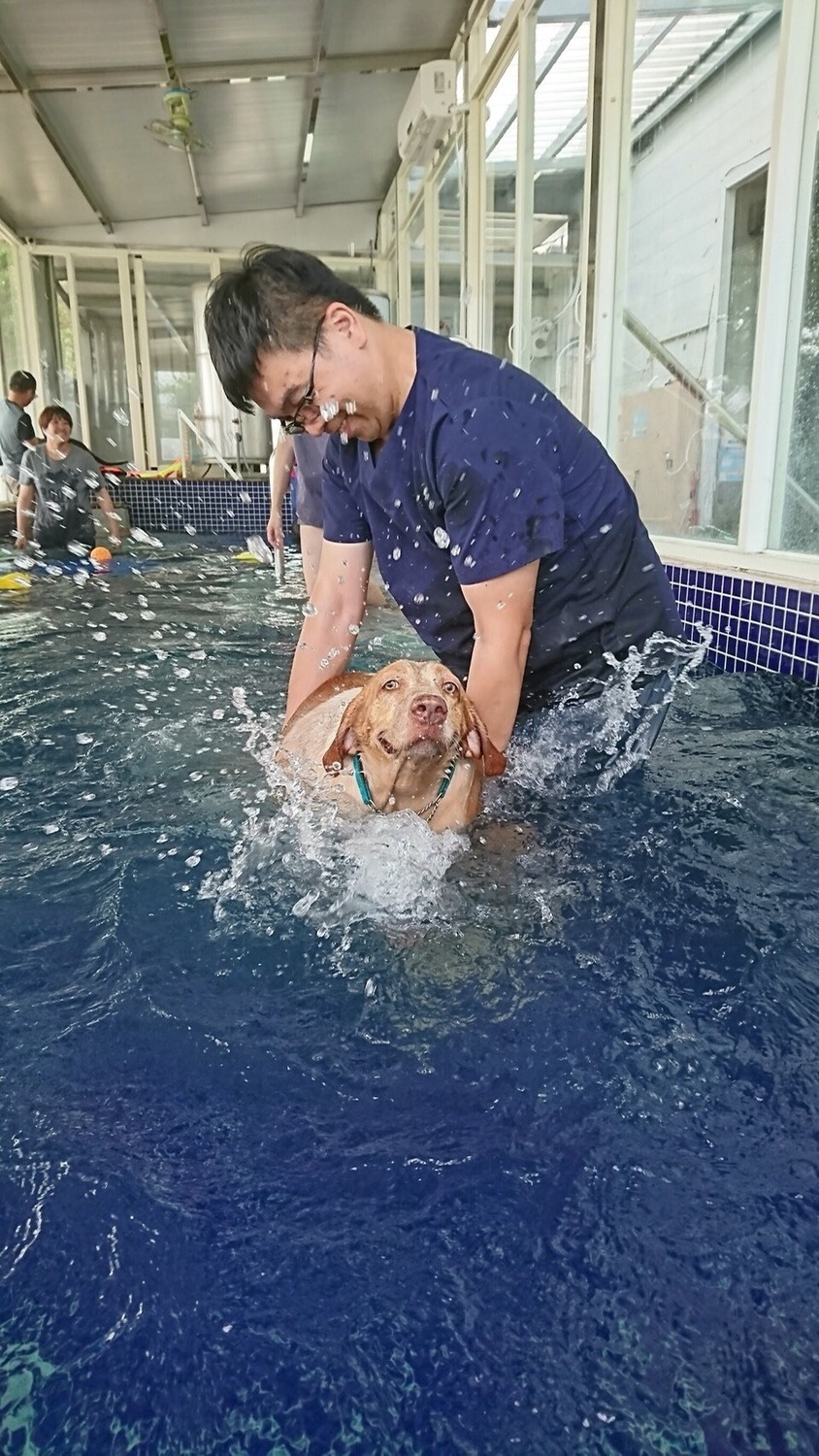 台中市動物之家今年端午假期前，帶狗兒們走出園區體驗游泳活動。