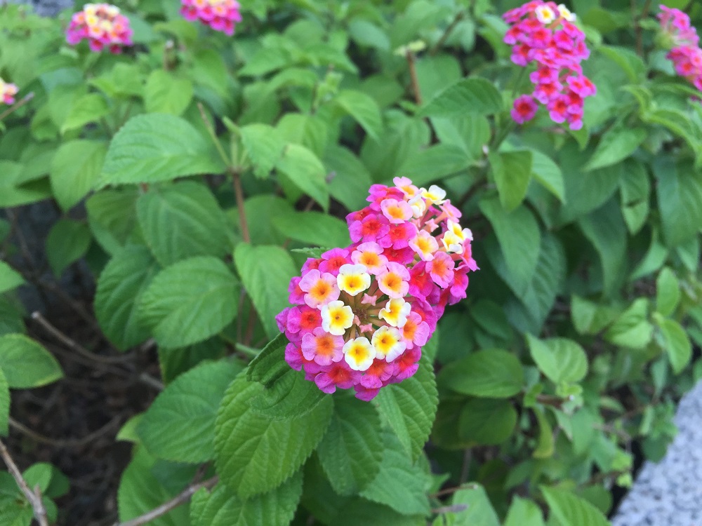 馬纓丹花色初開為黃白色,成花轉為桃紫色。 圖:台北市工務局/提供 馬纓丹花色初開為黃白色,成花轉為桃紫色。 圖:台北市工務局/提供