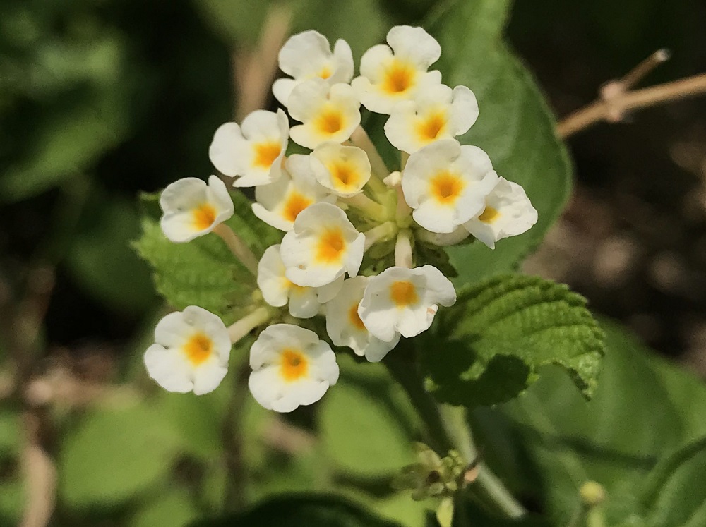 馬纓丹可愛的白色花朵。 圖:台北市工務局/提供 馬纓丹可愛的白色花朵。 圖:台北市工務局/提供